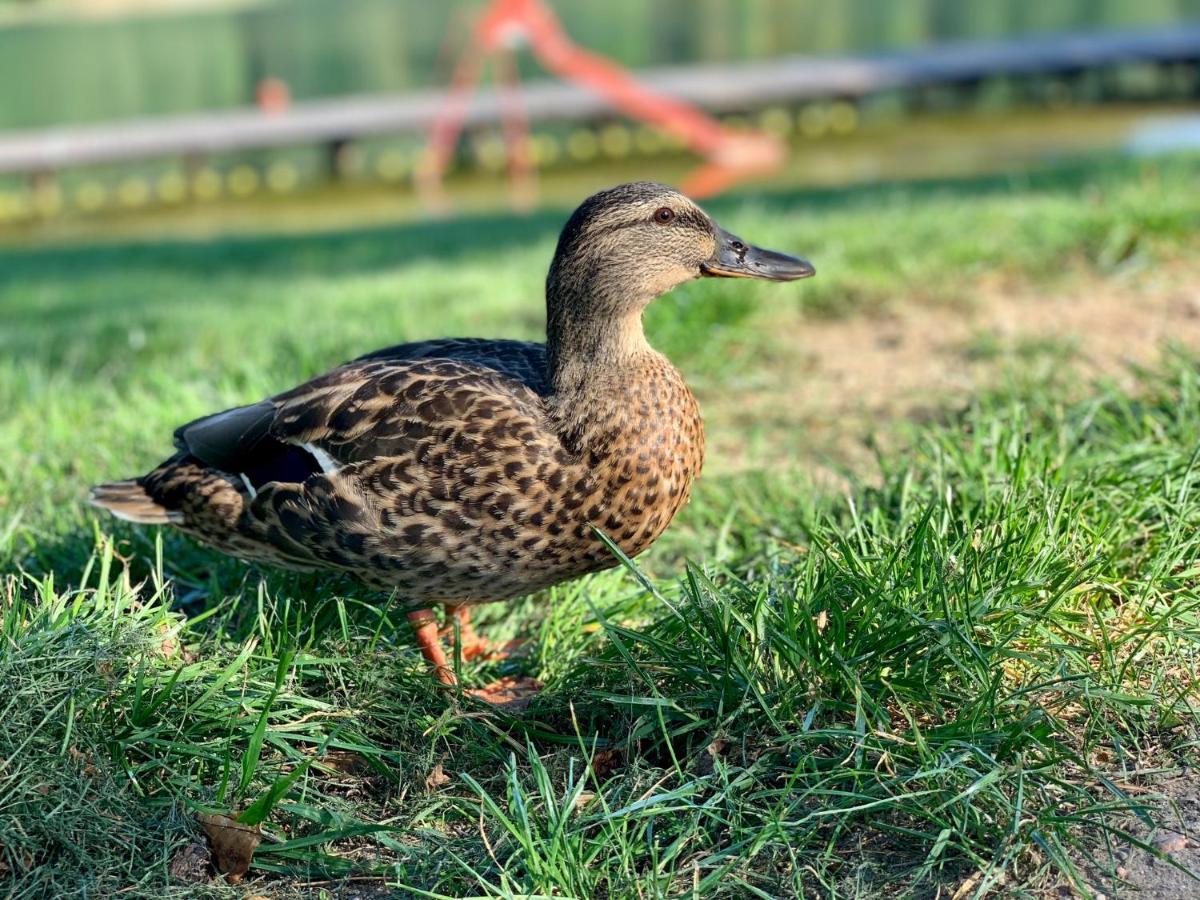 Hotel Albatros Serwy エクステリア 写真